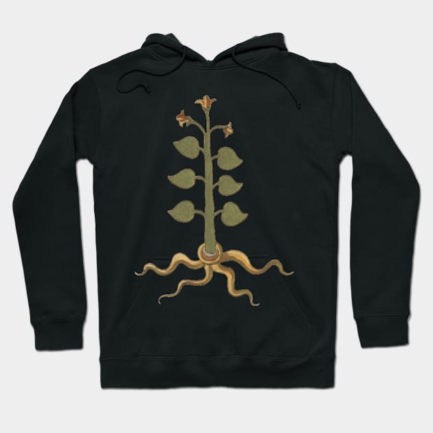 Spiritual Plant Herbal Medieval Plant Lover Romantic Art Hoodie by TV Dinners